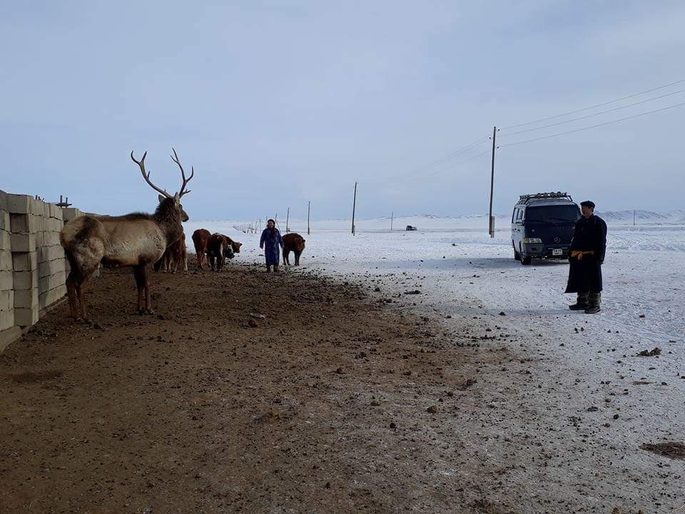 Өвөлжилт хүнд л байна.
Хангайн буга хашаанд ...