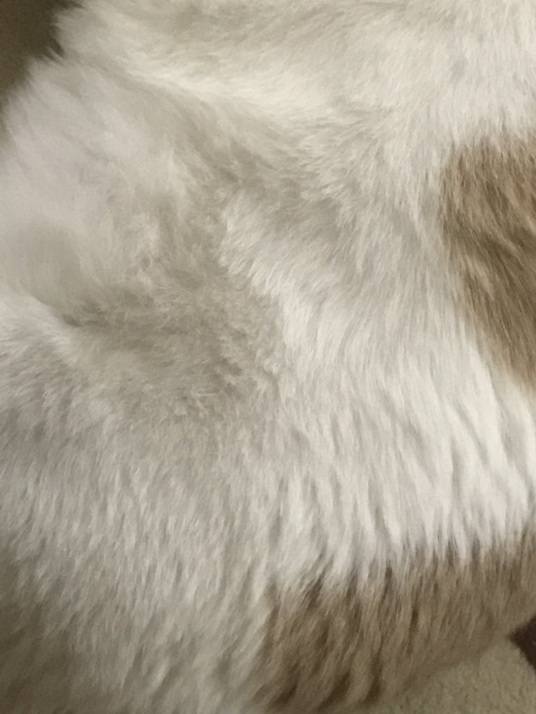 cat_busu's tweet photo. 枕使ってますね
最近おしっこ爆弾しま���りシティのブスは、温めても温めても温まり足りない様子
#でもこんな寒いのは #地球のせいよ #リビングでおしっこしないで #切実 https://t.co/XVWHINjI0N