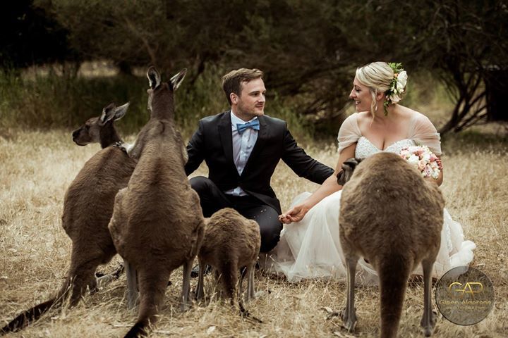 weddingsbyGAP's tweet photo. Local + Destination​ [p h o t o g r a p h e r ]
IG @Glenn_Alderson_Photography
#Australianwedding #Australianweddings #Destinationweddings #Adelaideweddings #Sydneyweddings #Melbourneweddings #Brisbaneweddings #HobartWeddings #Perthweddings #Australianph… https://t.co/Bx3S3yLh6f https://t.co/XLIiZNGjjO