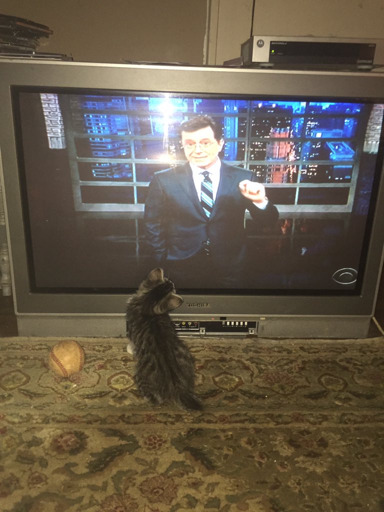 brianhaney80's tweet photo. @StephenAtHome looking thru photos on my phone to dump and came across this. Kittens love ya!! https://t.co/TZgJVYhU36