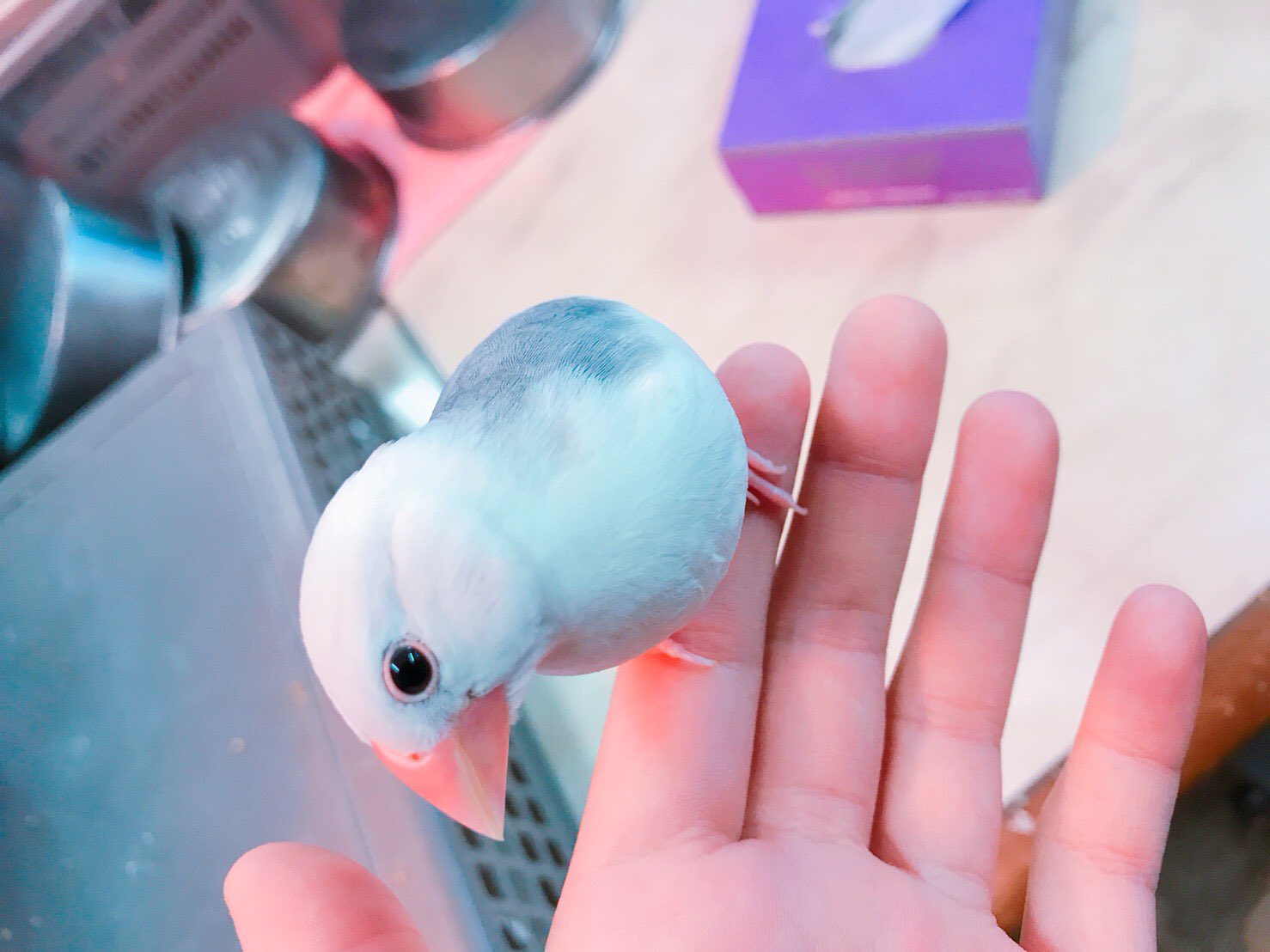 佐屋高校文鳥プロジェクト 白文鳥のメロンの由来について メロン は追熟果物というもので収穫してから熟す種類の果物です なので 文鳥のことを知れば知るほど文鳥のことを好きになってくれるように という意味を込めて名付けました T Co