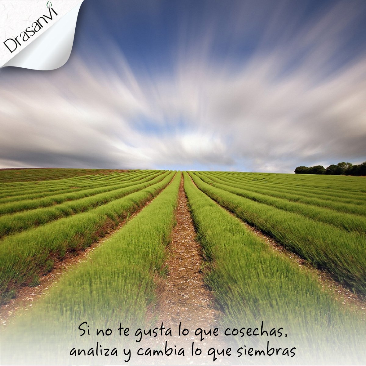 Drasanvi's tweet image. Los #lunes son nuevos comienzos, nuevas oportunidades para pensar sobre nuestro #futuro.
`Si no te gusta lo que cosechas, analiza y cambia lo que siembras´
#FelizLunes