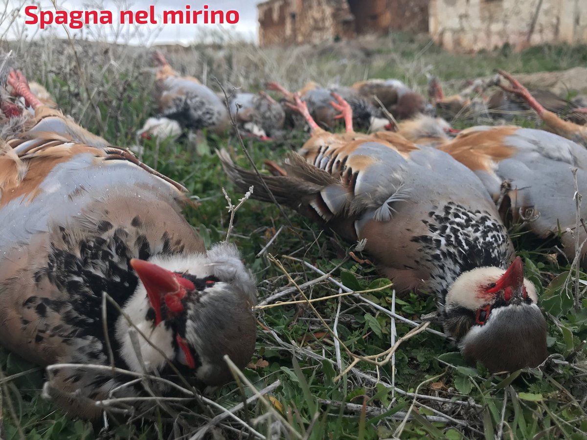 unpardeframe's tweet photo. #Spagnanelmirino #cacciatv #pernicirosse #spagna #toledo #caccia #caza #cazar #hunter #spain https://t.co/fJEwDv58Nf