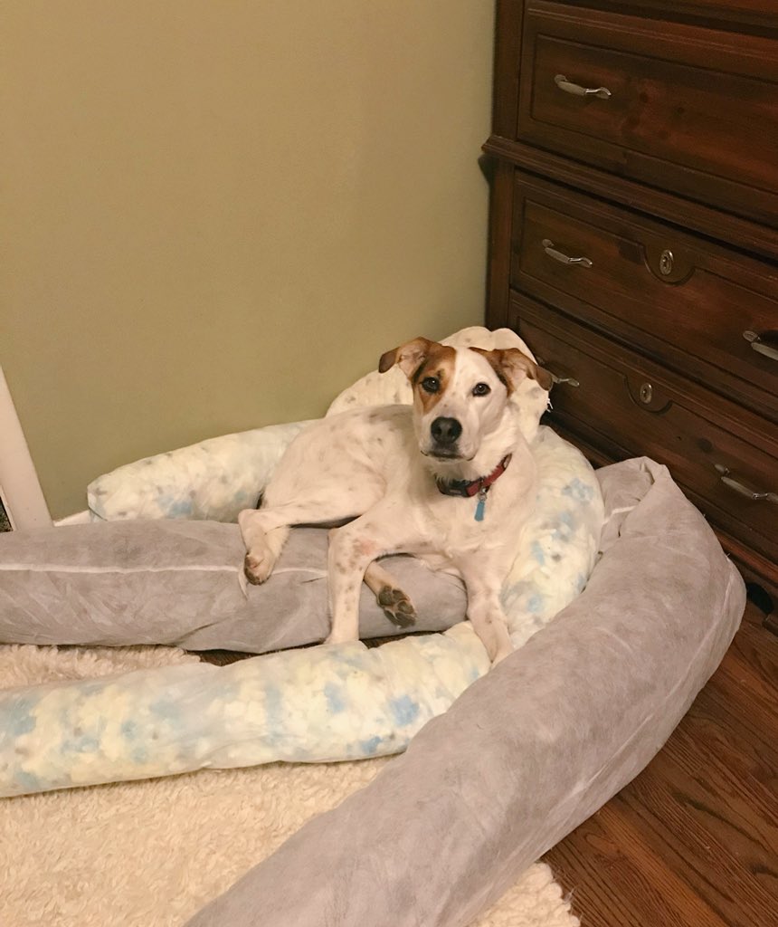 TroopyD's tweet photo. When she washes my bed, I just lay on the baffles. https://t.co/XxtOl3DTX5