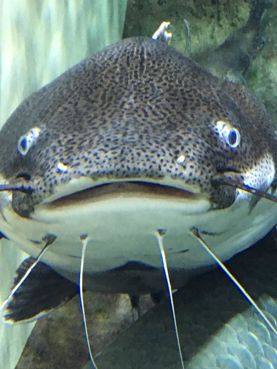 仙台うみの杜水族館公式 Twitterissa 仙台うみの杜水族館 正面顔がユーモラスなレッドテールキャットフィッシュさん 誰かに似てるんですよねー この顔 S Uminomori