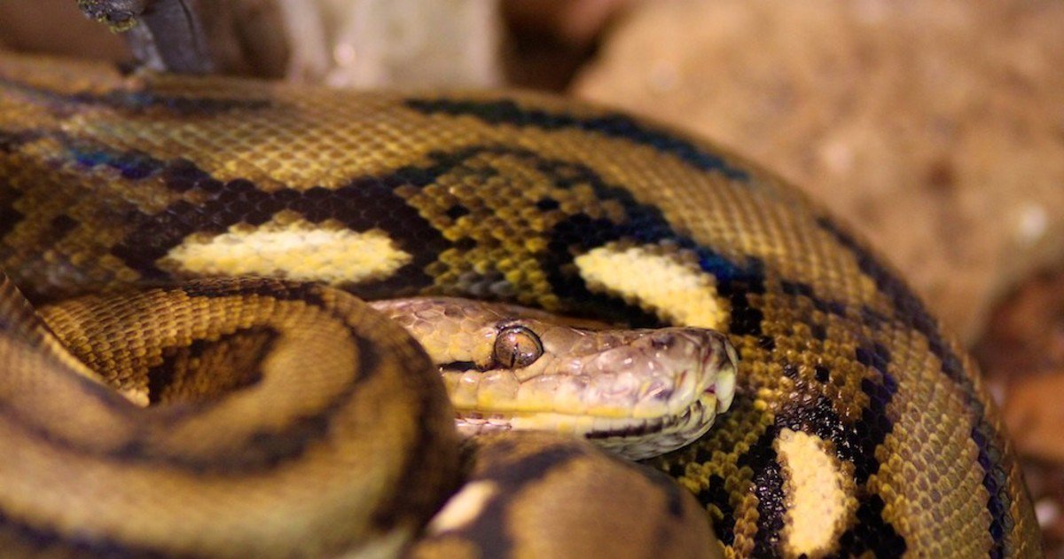 Желтобрюхий полоз зубы. Оранжевая змея. Лёгкие красворды для взрослых. Кукурузная змея. Камерунский павиан.