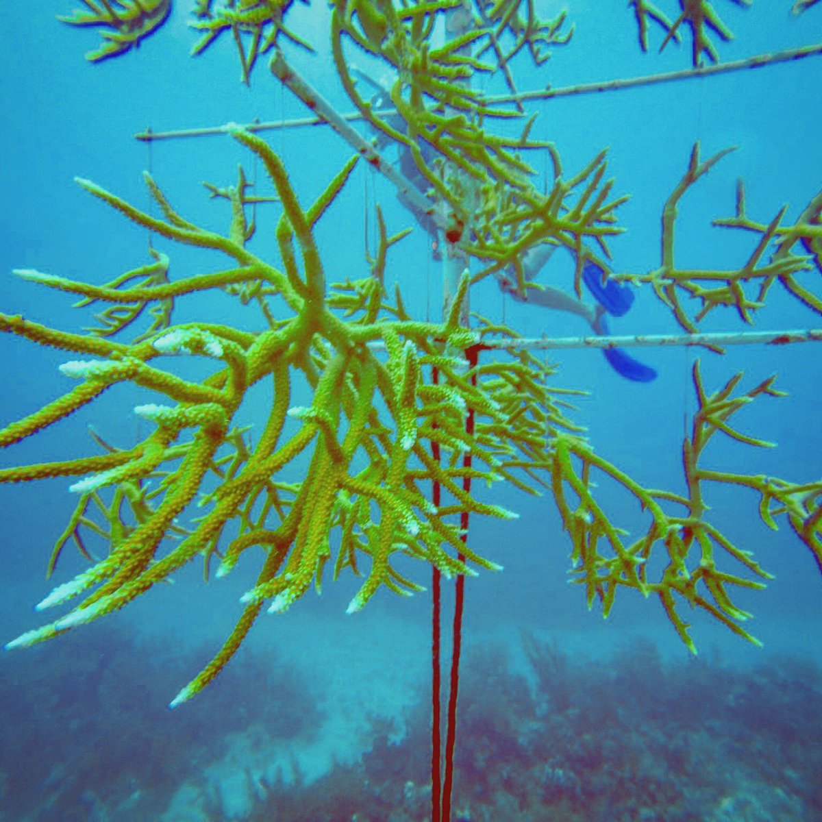 The coral nurseries are getting big! We will start out planting these “little” guys back onto the reef soon
#eco #savereef #coral #coralreef #savethereef #savetheocean #savetheplanet #ocean #diving #padi #projectaware #coralconservation #ecodivers #cayman #islandlife #blueplanet