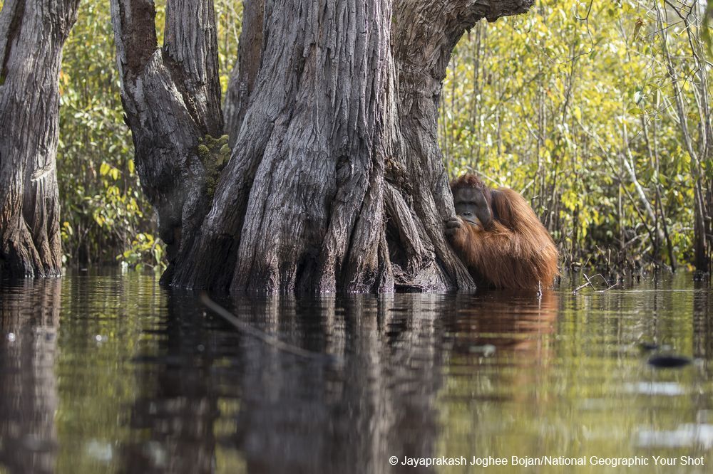 greenpeacefr's tweet photo. #Forêts — Cette incroyable photo montre un orang-outan traversant une rivière infestée de crocodiles à Bornéo. Conséquence parmi tant d'autres de la culture rapide de l'huile de palme, qui appauvrit son habitat et le confronte à des situations extrêmes. https://t.co/gPSFY4wyZw https://t.co/HEjvWjn3bw