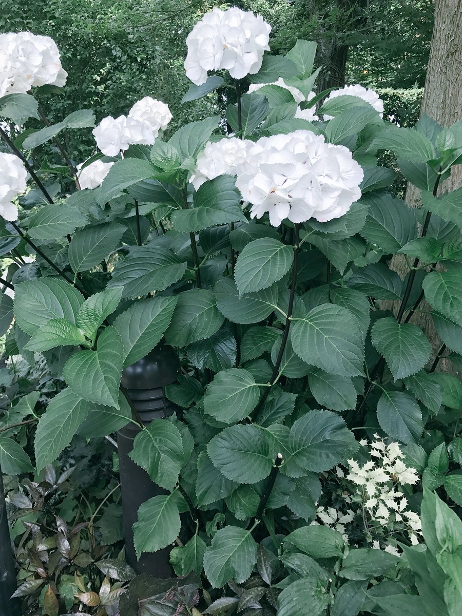 Rosa Mm 夏に見かけたこのアジサイ 茎が黒くて珍しいなと思ったら 今流行りのアジサイでゼブラというらしい 我が家の庭にも植えたいなと密かに苗がどこかにないか 探してます 紫陽花 アジサイ ゼブラ T Co Uovskfj4qu Twitter