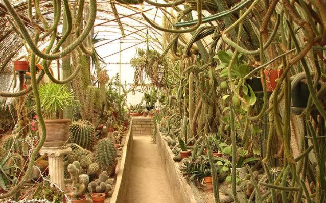 ProduceHabitat's tweet photo. Via @Telegraph: What makes #California's most Instagrammed #Cactarium so special? @MOORTENGARDEN in #PalmSprings has a unique an authentic story 🌵

🐢 https://t.co/vRj2z9kGau 🏜️ https://t.co/nZOm7BQfhC
