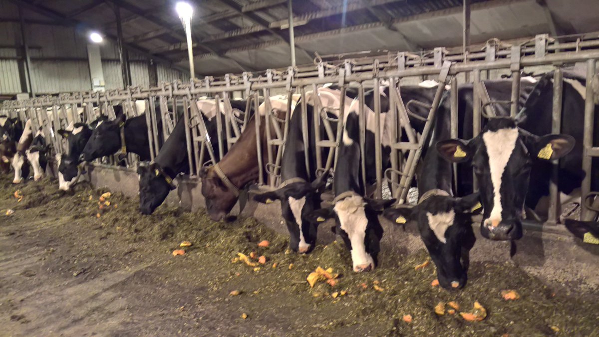 eppie1986's tweet photo. De dames laten de pompoenen lekker smaken! @DeDrentseHoeve #biologisch #melkveehouderij https://t.co/xOViClxQfP