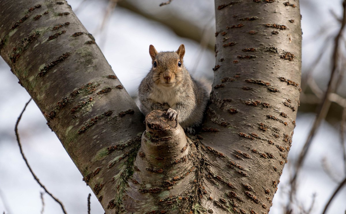 USFWS's tweet photo. When they forget where their caches are, they help plant the forest. 

Other reasons to appreciate squirrels: https://t.co/bNcqHRdl0w via @mental_floss https://t.co/VS6TOkucS3