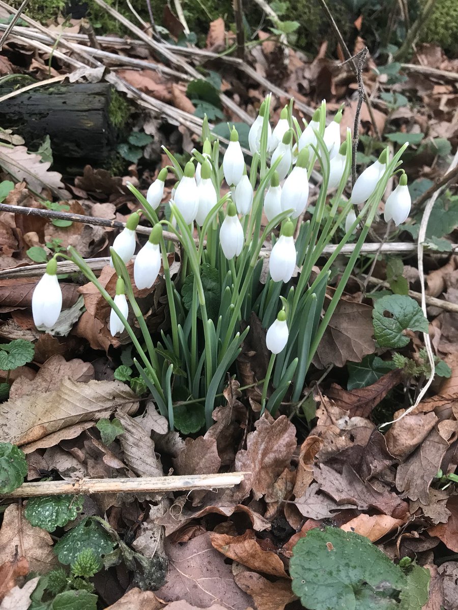 westhorpegarden's tweet photo. Spring is on its way! https://t.co/BH7ocisIHI