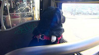 notamascota's tweet photo. Conoce a Eclipse, el perro que viaja todos los días en un autobús para ir al parque. https://t.co/kRFrTYoY4S https://t.co/9WbMYHJjDg