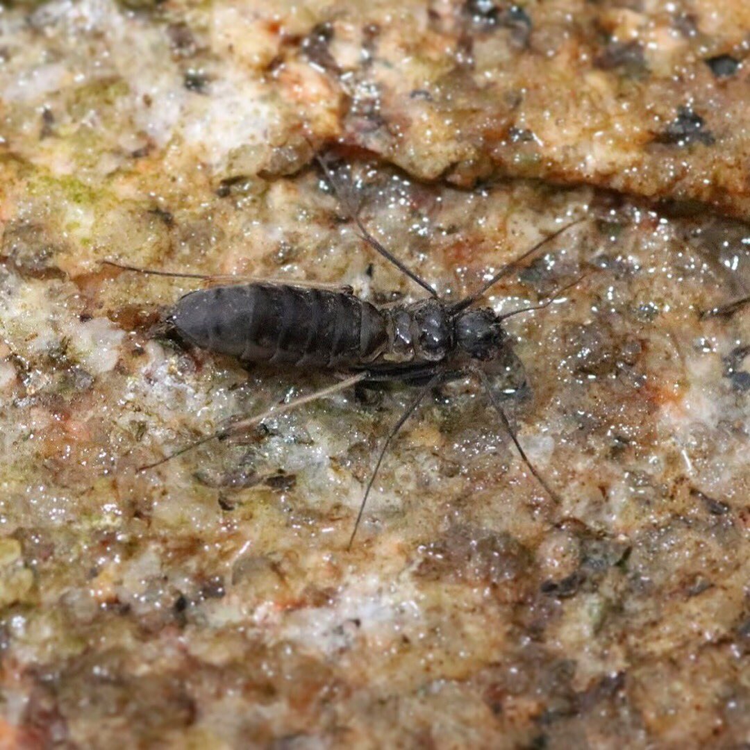 A female wingless #caddisfly (Dolophilodes distinctus) found yesterday! My first time finding this species was for my intro ento course a couple years ago with Steve Marshall (the course <a href="/BioInFocus/">Morgan Jackson, PhD</a> is teaching this year!).
