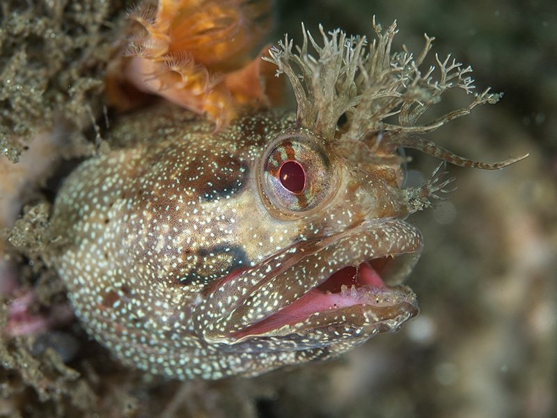 KateVylet's tweet photo. While the yellowfin #fringehead (Neoclinus stephensae) may appear monstrous up close, it's in attitude only given its pinky-sized stature. It's also difficult to be intimidated by a fish that has such a fabulous set of fringes decorating its bushy head. https://t.co/WlTMjIy14h