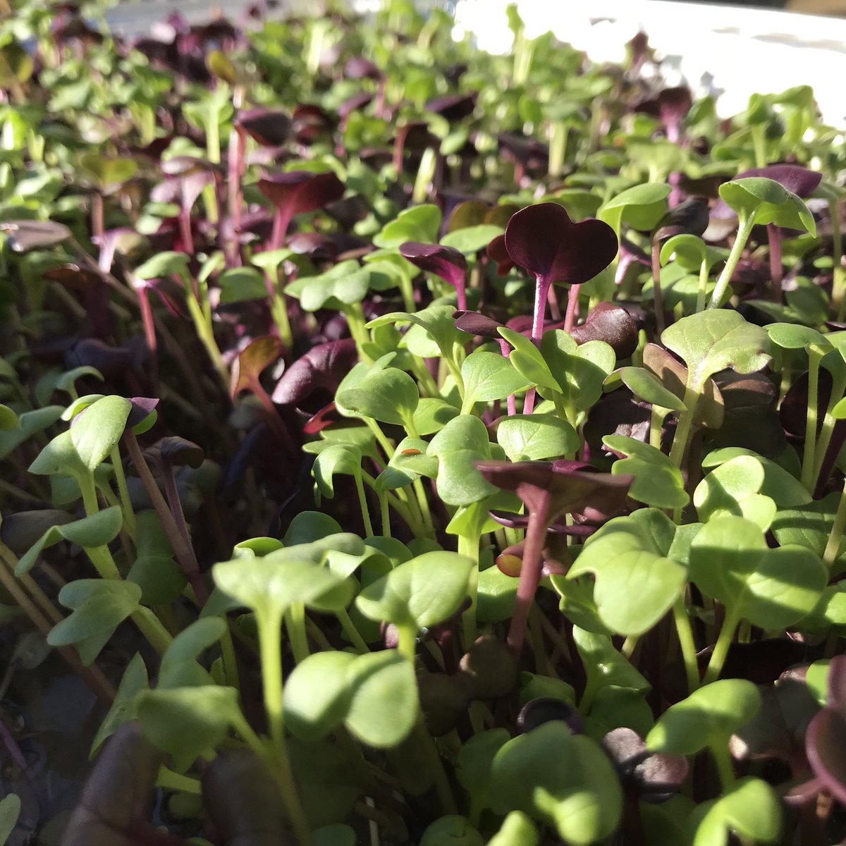 NoliTruck's tweet photo. Radishes stretchin’ out for the morning sun 🌱🌝. We’re open for lunch today in Founders Park from 11-3! #homegrown #gotruckyourself #unchainJC #springfever #foodtruck #catchcrop #tasteTN https://t.co/4p5vxejwqc