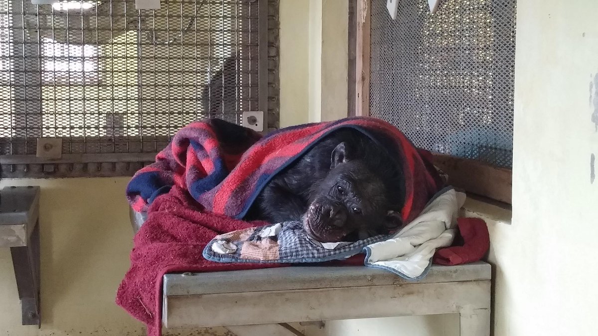 SaveTheChimps's tweet photo. Sometimes, it's hard to get out of bed on Monday mornings. If you are an expert nest builder like Vicky, you may never want to get up. #VickyTheChimp https://t.co/js5LLnvFT7