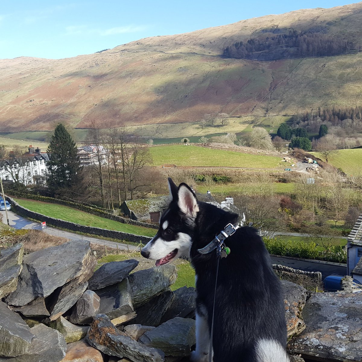 innonthegreenbr's tweet photo. "The wall is mine now!" Nya's been busy claiming the environment as her own, all hail the best pub dog in Bristol π
#naturedog #dogsofbristol #dogsofpubs #dogsofinstagram #pubsofgloucesterroad #bristolpub #bestbristolpub #bestroastinbristol https://t.co/6WQTtGeiKL