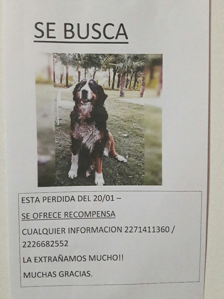 PauFreccero's tweet photo. LA SEGUIMOS BUSCANDO !!!!!! Rt por favor 😢 https://t.co/ujLCVW1FKh