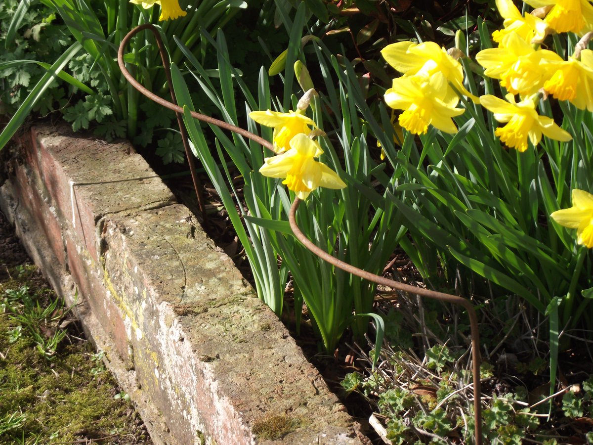UkSupports's tweet photo. Can't wait for our daffodils to emerge, and of course be supported by our Border Edge #plantsupports #borderedge #daffodils #spring #springflowers https://t.co/MRFyaOMRFv