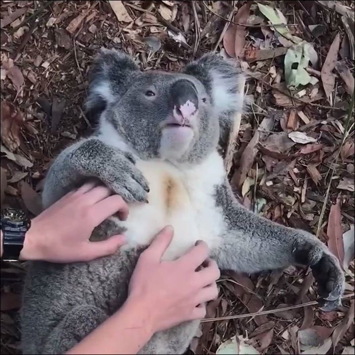 prolocksmithbri's tweet photo. Charlie the koala's weekend plans include a lot of relaxing...what about yours?  Video: The Australian Reptile Park https://t.co/WyaOWXFfCQ https://t.co/2CPwsaGvzk