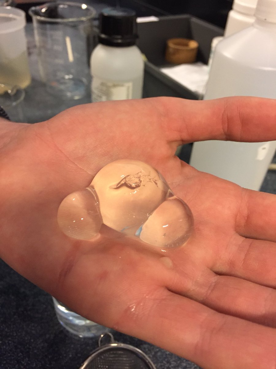 BSNChemistry's tweet photo. Edible Water Bubble Bottle EWBB’s...eurgh!
#BSNY12 https://t.co/rlaocci8uV
