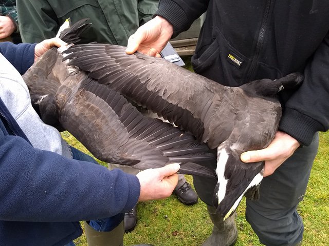 First catch of Brent Geese in Essex for 40 years on Saturday. 18 birds colour ringed. Thanks to the team at Blue House Farm for their support and making the catch session happen.
