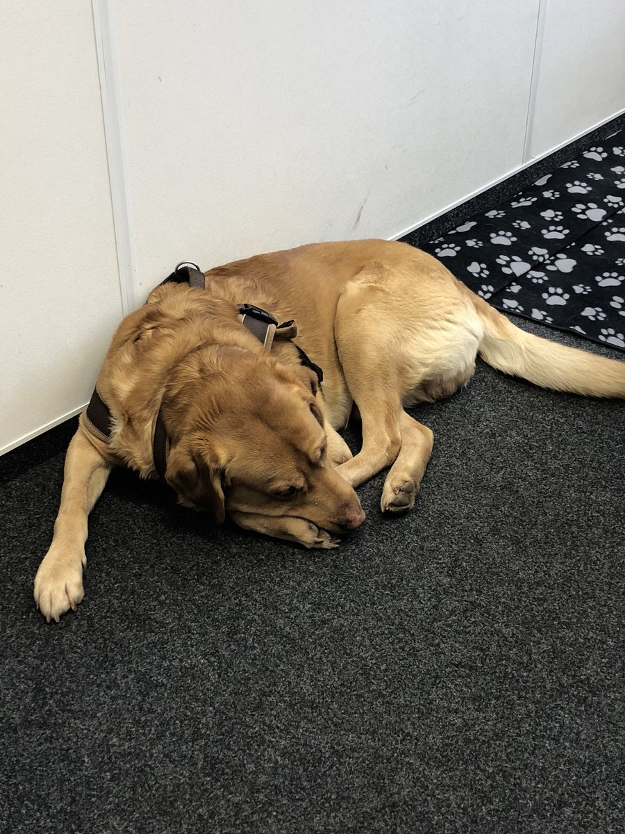 kontorkoschwitz's tweet photo. Unser #Bürohund Ernie ist noch nicht so richtig in der neuen Arbeitswoche angekommen :-) https://t.co/ptbZuj0QoN