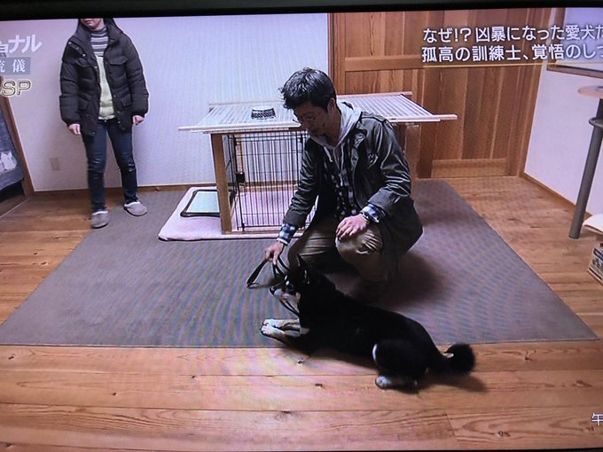 プロフェッショナル 犬の訓練士やりすぎ まめ蔵がかわいそうとの声 まとめダネ