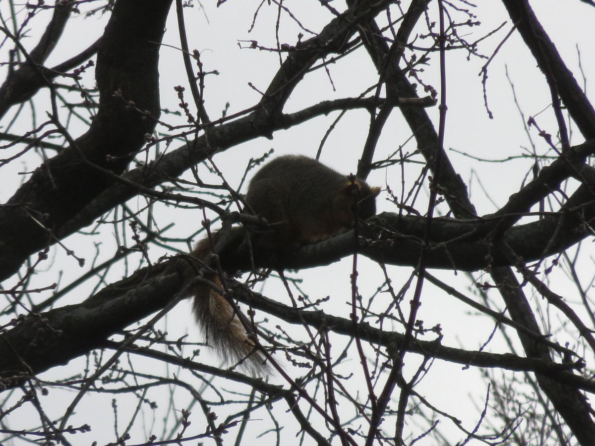 PLKlein_Author's tweet photo. "A thief believes everybody steals." ~ #EWHowe #QuickQuotes #Thief https://t.co/d3Ugfe673d