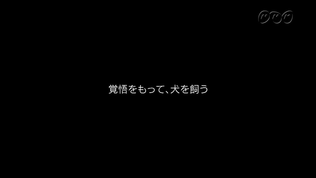 プロフェッショナル仕事の流儀 覚悟を持って犬を飼う 命を全部 私が請け負うつもりでやってるんで 変わらなかったから突き返すことはしたことないです その覚悟がないんだったら 安易に引き受けるべきではない 覚悟を持ってやっている 訓練 プロフェッショナル仕事の流儀 覚悟を持って犬を飼う 命を全部 私が請け負うつもりでやってるんで 変わらなかったから突き返すことはしたことないです その覚悟がないんだったら 安易に引き受けるべきではない 覚悟を持ってやっている 訓練