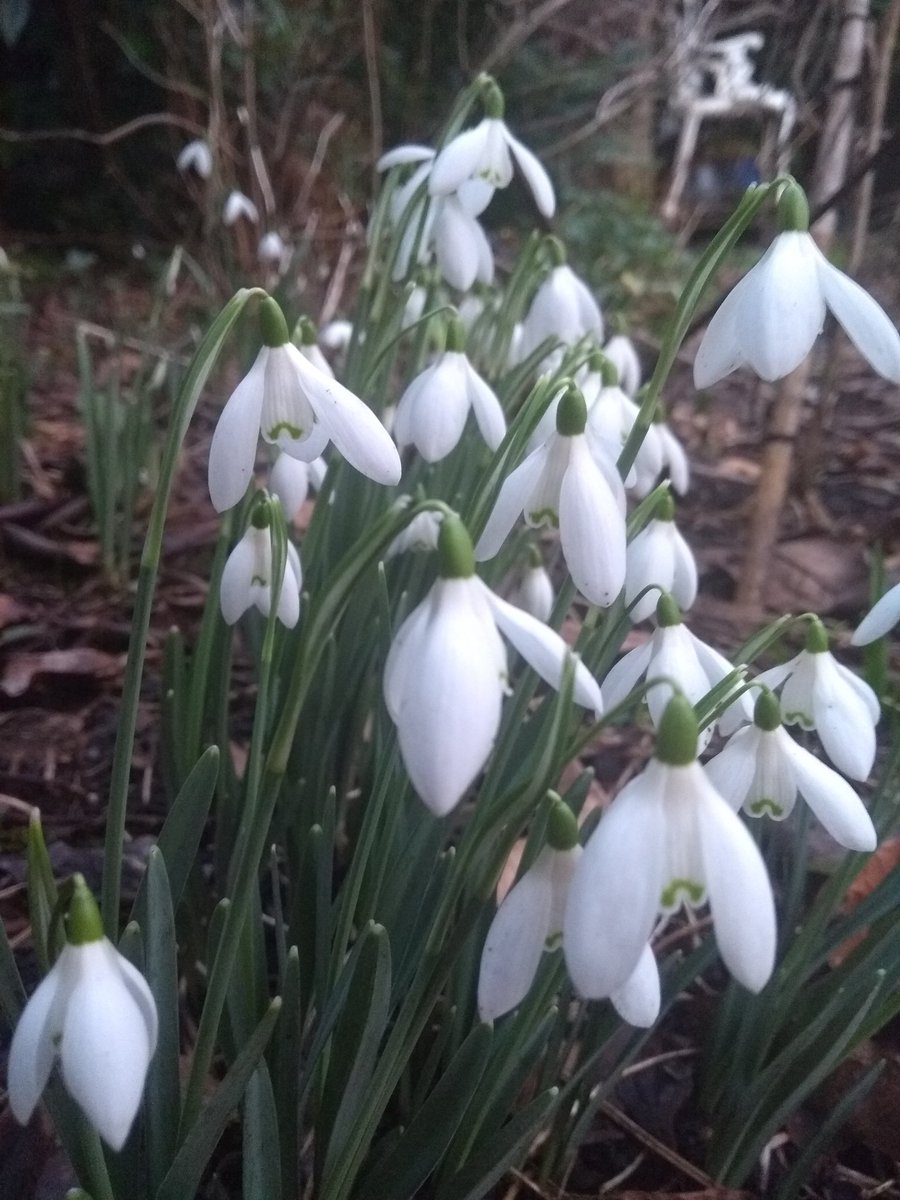 Have to love snowdrops as the promise of spring #garden