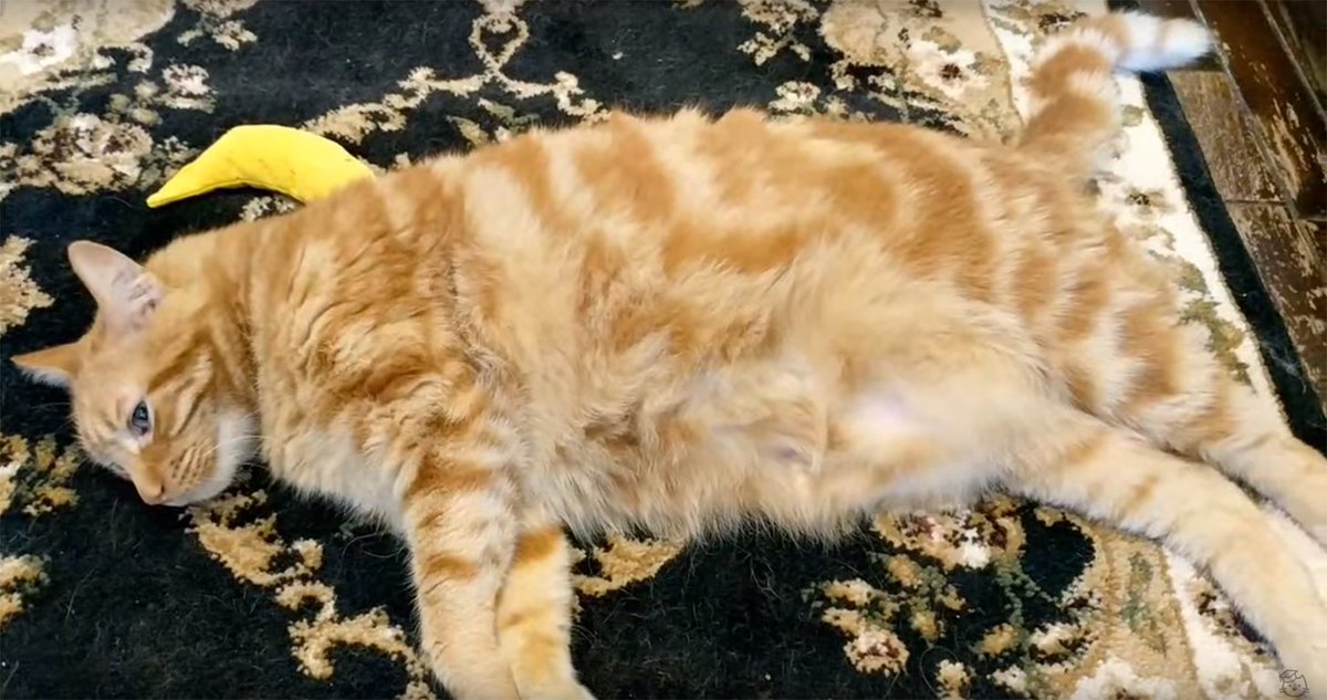 WindigoTP's tweet photo. @kitten_academy Are you sure Arco isn't a pregnant momcat? Have you double checked it with the vet? https://t.co/KvhKFOSkxQ