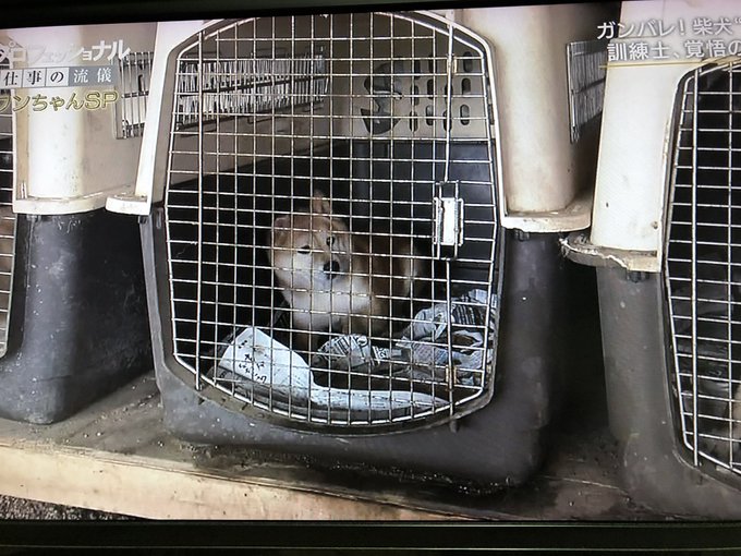 プロフェッショナル 犬の訓練士やりすぎ まめ蔵がかわいそうとの声 まとめダネ