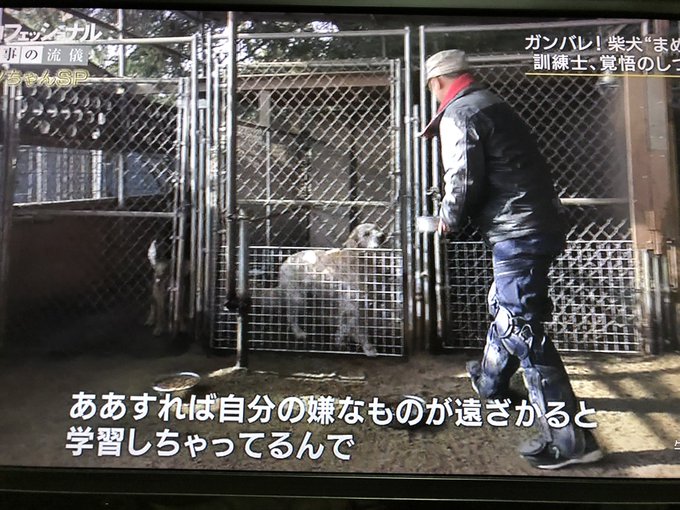 プロフェッショナル 犬の訓練士やりすぎ まめ蔵がかわいそうとの声 まとめダネ