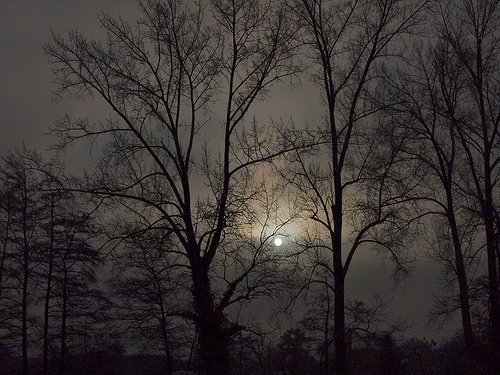 SceneryPicture's tweet photo. Winter moon || #landscape #nature #photography #scenery || https://t.co/9w8HSI5Exw || https://t.co/ZKqN2fqx65
