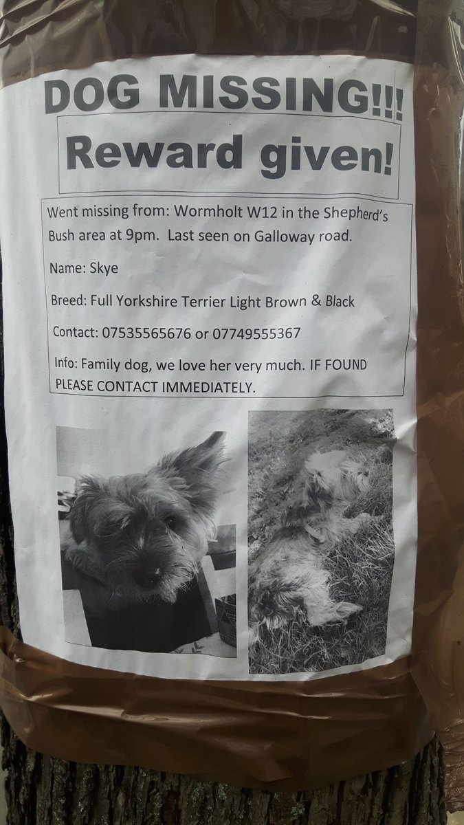 Dog missing in Shepherds Bush W12. Just seen this poster in Old Oak Road W3. Keep your eyes open please and let's reunite dog and owner.