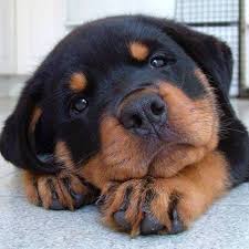 circle2collect's tweet photo. We may be debt collectors but we aren't aggressive #Rottweiler unless you tell us to be , then we might charm the money out of your debtor #debtcollection #charmoveraggression #wecollectmoney #nonaggressive #doncasterisgreat https://t.co/ux4uAHXUMT