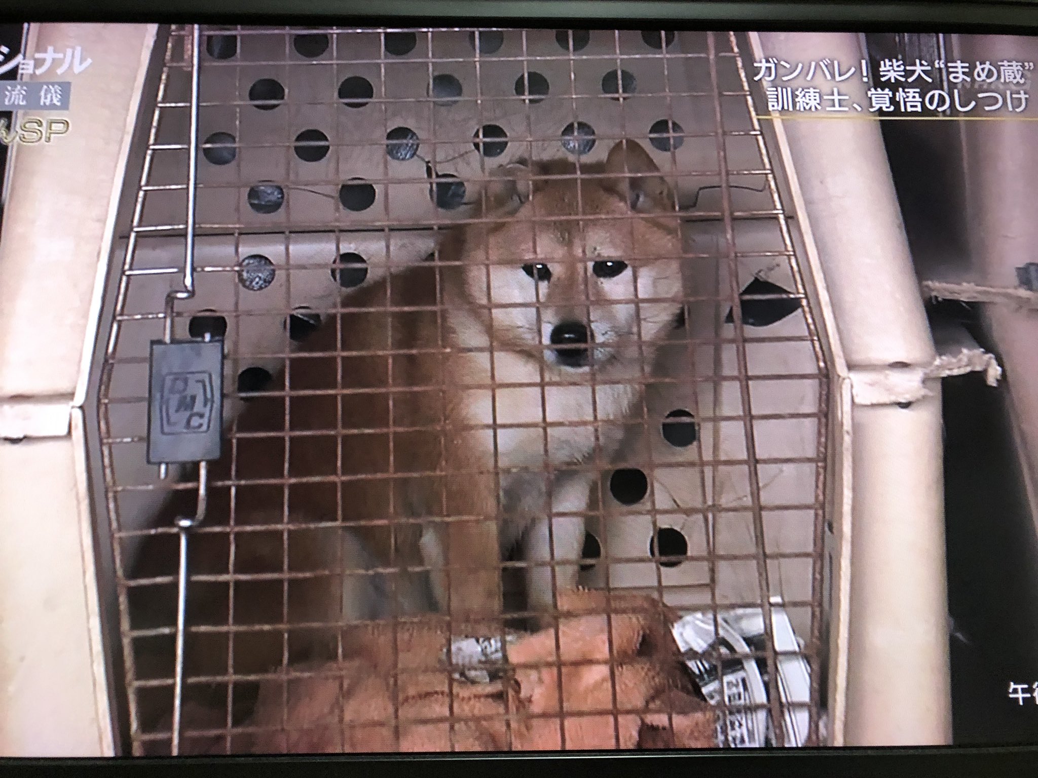 柴犬アンちゃん Twitter Da まめちゃんにもごはんあげて プロフェッショナル仕事の流儀 T Co Y4oidu24k2 Twitter