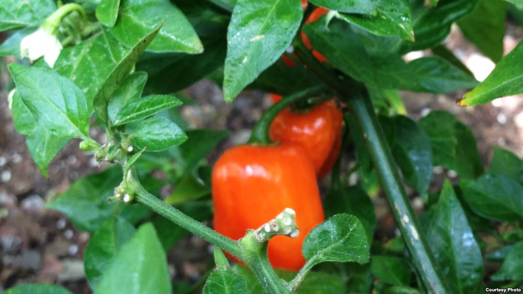 NewThought4Food's tweet photo. Gardening May Help Cancer Survivors Eat Better, Feel Greater ‘Worth’: https://t.co/G0qWxXMeGR #DiscoveryInFACT @DiscoveryOSU https://t.co/95vUGTCYGs