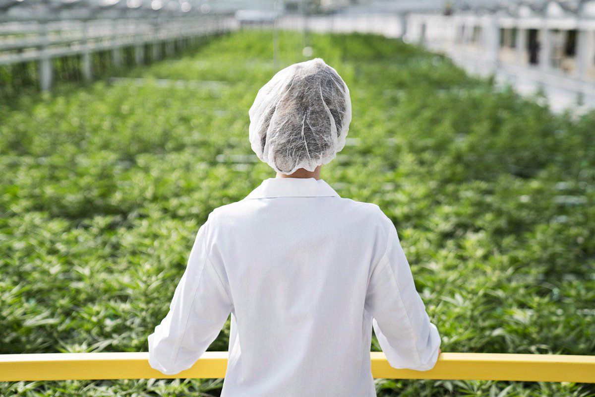 From weed to wages: Ontario marijuana producers hit by minimum pay rate hike: bit.ly/2DLKUGU https://t.co/kUWJpSFEH2