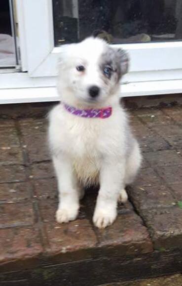 Lost/Found Northants tweet media