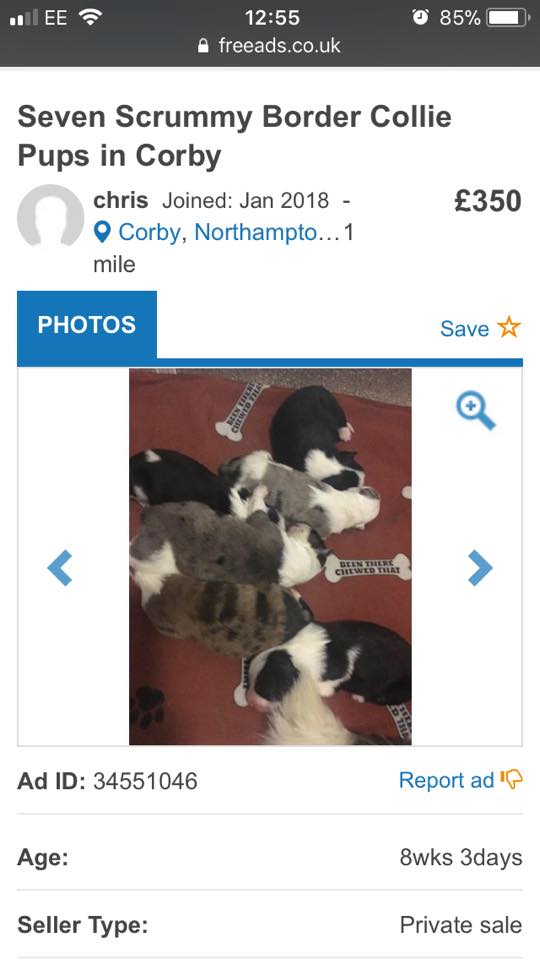 Lost/Found Northants tweet media