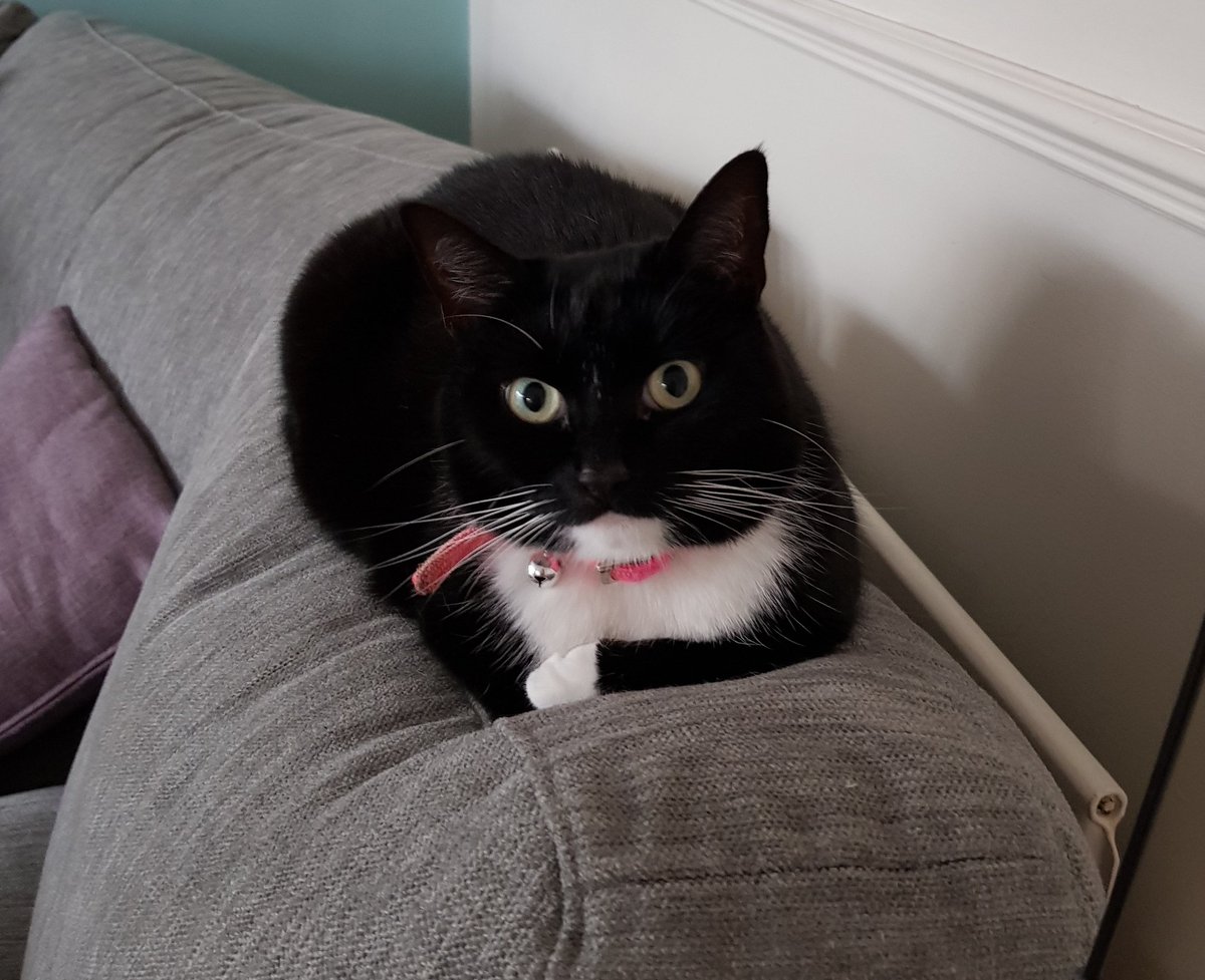 EllieBiscuits's tweet photo. If all else fails, do a Sincere Stare and a Paw Tuck 🐱 https://t.co/R9k02v8bhC
