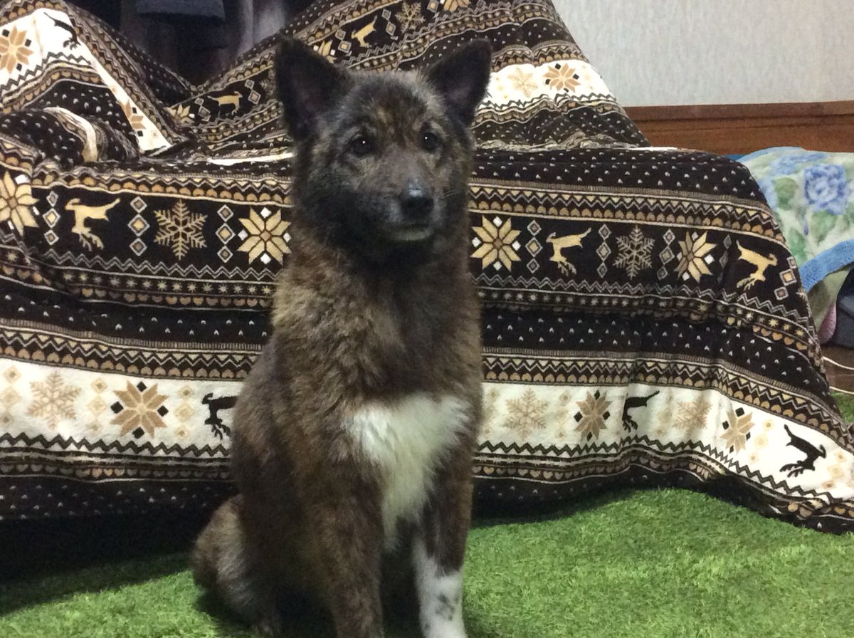 甲斐犬雑種9歳を探しています Twitterren Maigo Dog 捜索中です お願いします あずき メス 雑種 黒茶 1月18日那須塩原市映画館フォーラム付近の自宅から逃走 両脚が靴下を履いた様に白く胸も白 首輪無し 那須塩原 大田原両市の警察署 市役所 栃木県