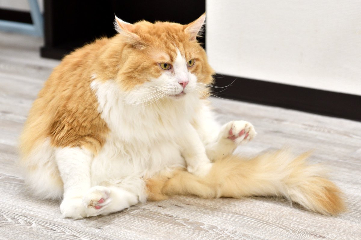 Iɥɔɐqɐʞ Oʞǝu ᓚᘏᗢ ﾆｬｰ デカにゃんこかわええええ 先日閉店した猫カフェ ロンロン 広島店 のネネットくん