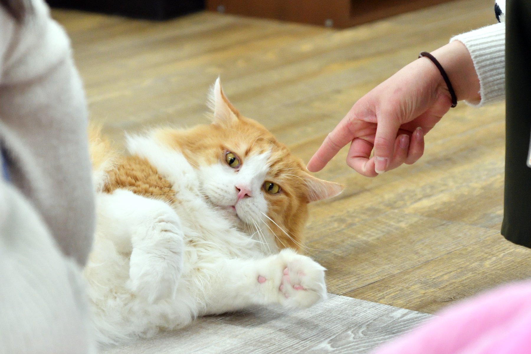 Iɥɔɐqɐʞ Oʞǝu ᓚᘏᗢ ﾆｬｰ デカにゃんこかわええええ 先日閉店した猫カフェ ロンロン 広島店 のネネットくん T Co Weaib0xoqi Twitter