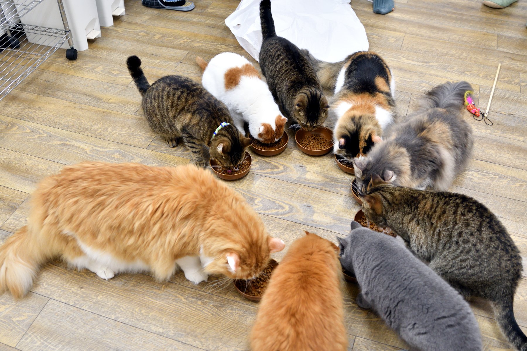 Iɥɔɐqɐʞ Oʞǝu ᓚᘏᗢ ﾆｬｰ デカにゃんこかわええええ 先日閉店した猫カフェ ロンロン 広島店 のネネットくん T Co Weaib0xoqi Twitter