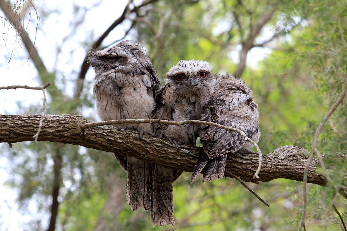 LisaDonnelly12's tweet photo. @mtbogan I have started taking Mondays off from teaching and the discovery of three tawny frogmouth fledglings in my garden certainly cured an vestigial Monday-itus haha... https://t.co/nvCN28rhyt
